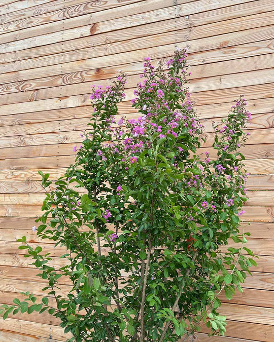 Lagerstroemia "Indica Purpurea" Mehrstämmig XXL