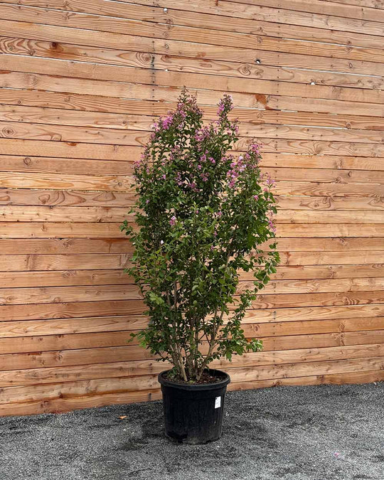 Lagerstroemia "Indica Purpurea" Mehrstämmig XXL