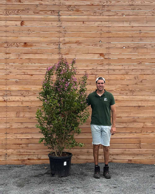 Lagerstroemia "Indica Purpurea" Mehrstämmig XXL