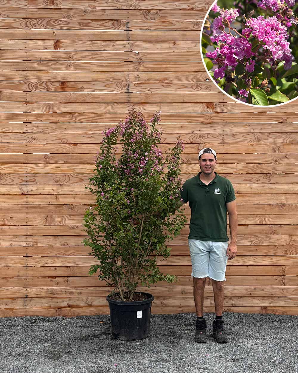 Lagerströmie – Lagerstroemia indica XL (Mehrstämmig)