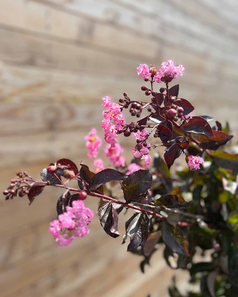 Lagerströmie – Lagerstroemia indica ‘Rhapsody in Pink’ (Mehrstämmig)