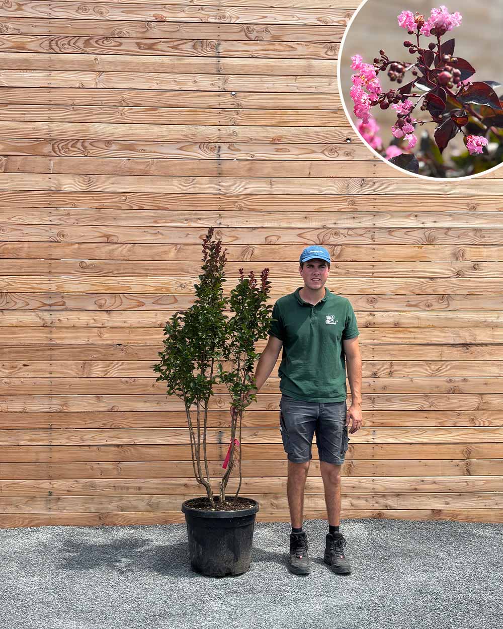 Lagerströmie – Lagerstroemia indica ‘Rhapsody in Pink’ (Mehrstämmig)