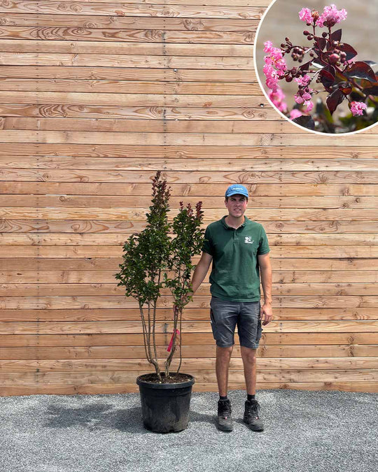 Lagerströmie – Lagerstroemia indica ‘Rhapsody in Pink’ (Mehrstämmig)