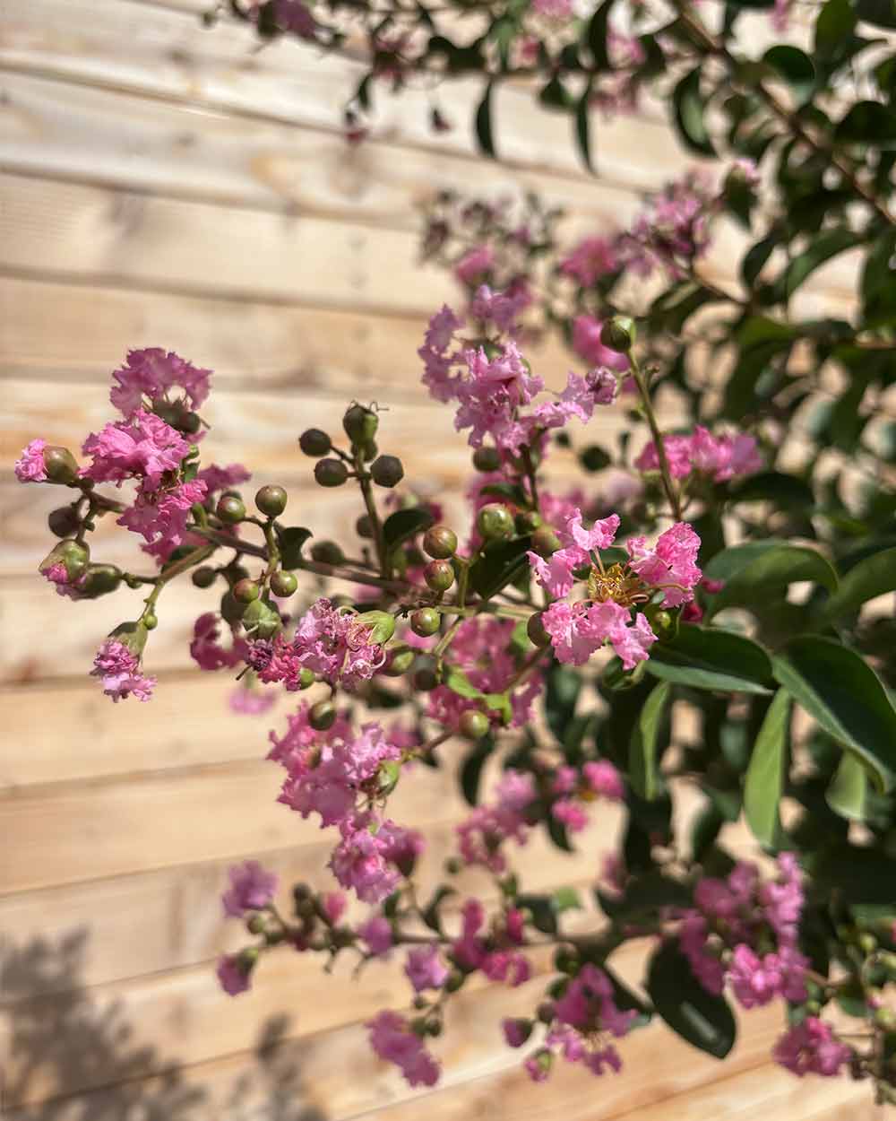 Lagerstroemia "Rosea Grassi" Hochstamm