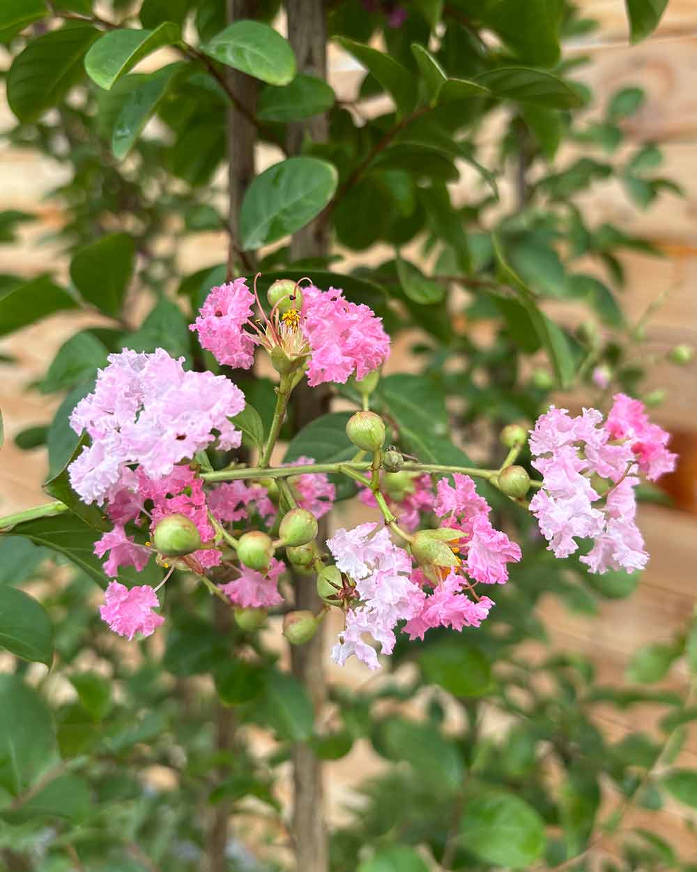 Lagerstroemia "Indica rosa Grassi" Mehrstämmig XXL