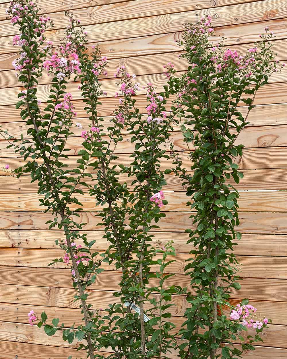 Lagerstroemia "Indica rosa Grassi" Mehrstämmig XXL