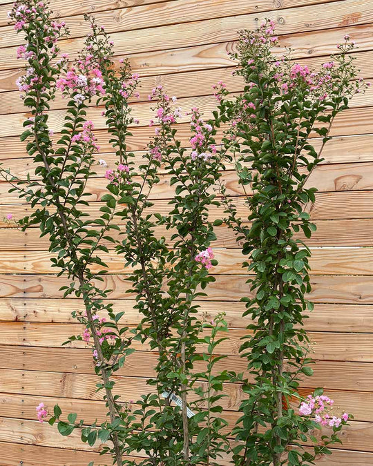 Lagerstroemia "Indica rosa Grassi" Mehrstämmig XXL