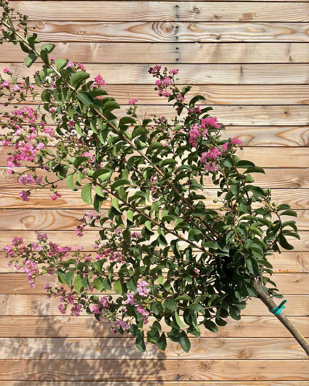Lagerstroemia "Rosea Grassi" Hochstamm