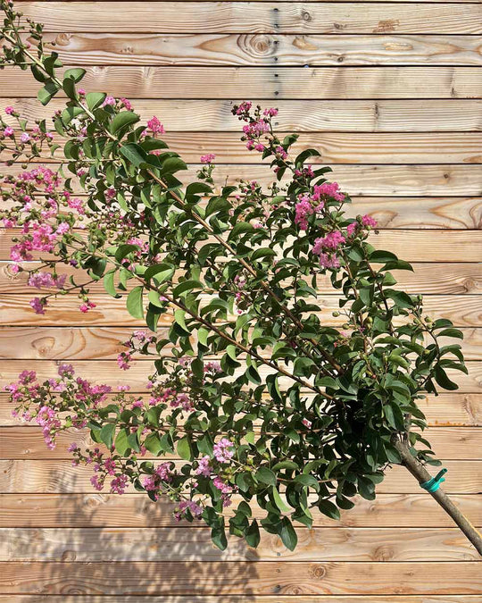 Lagerstroemia "Rosea Grassi" Hochstamm
