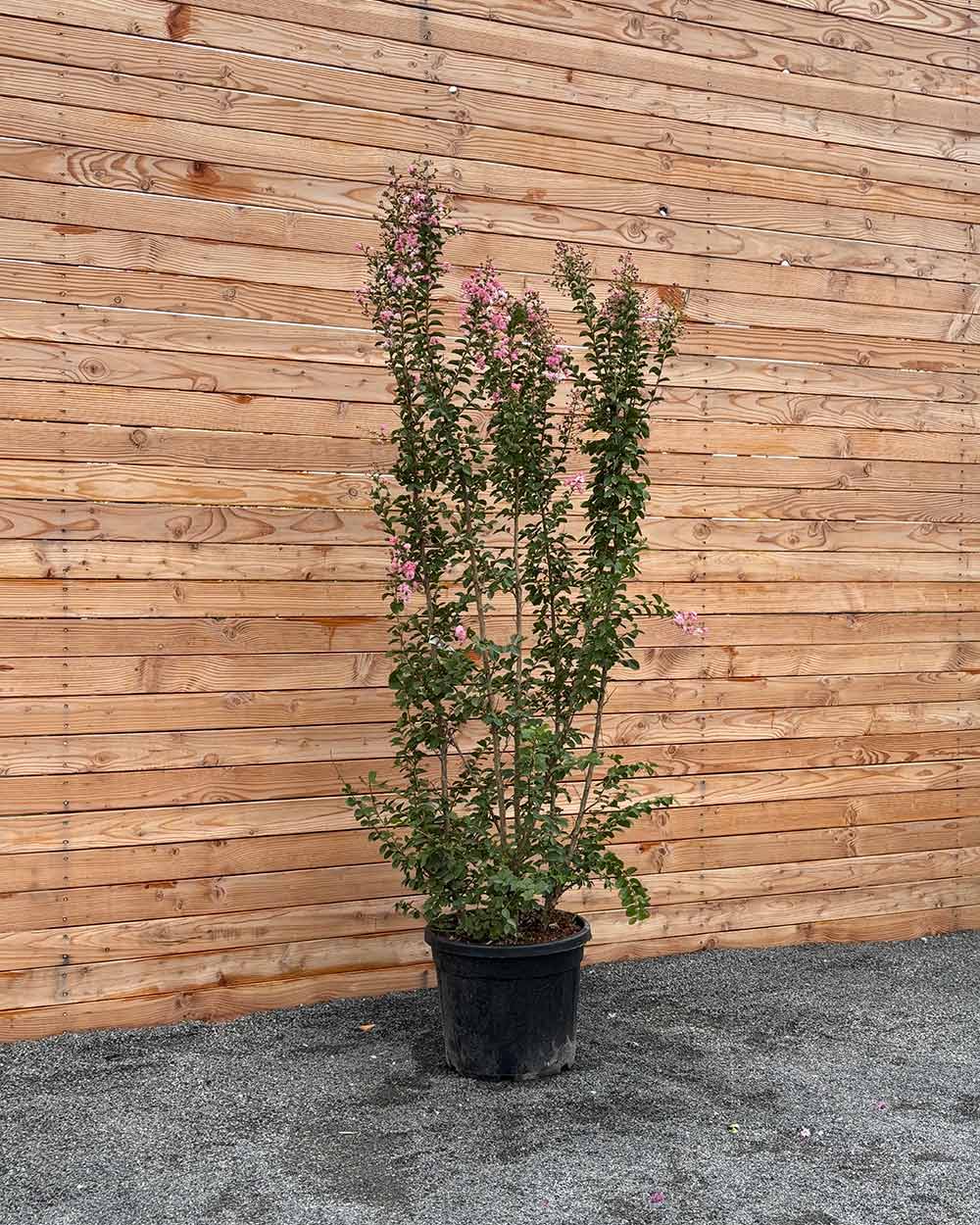 Lagerstroemia "Indica rosa Grassi" Mehrstämmig XXL