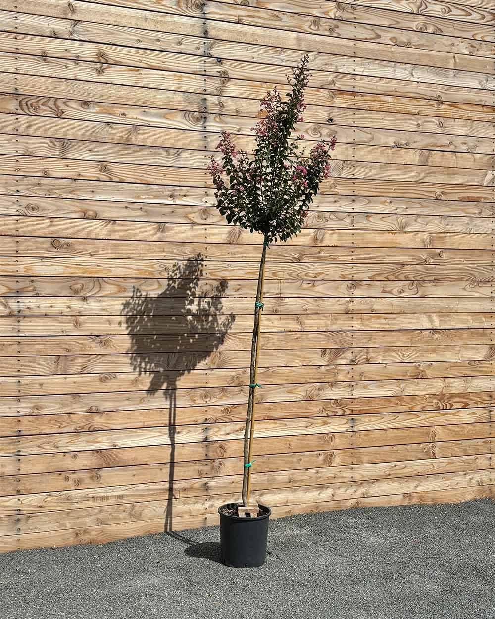 Lagerstroemia "Rosea Grassi" Hochstamm