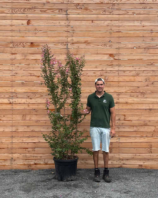 Lagerstroemia "Indica rosa Grassi" Mehrstämmig XXL