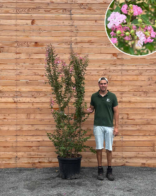 Lagerstroemia (Indica rosa Grassi) Mehrstämmig XXL