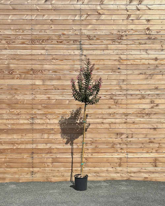 Lagerstroemia "Rosea Grassi" Hochstamm