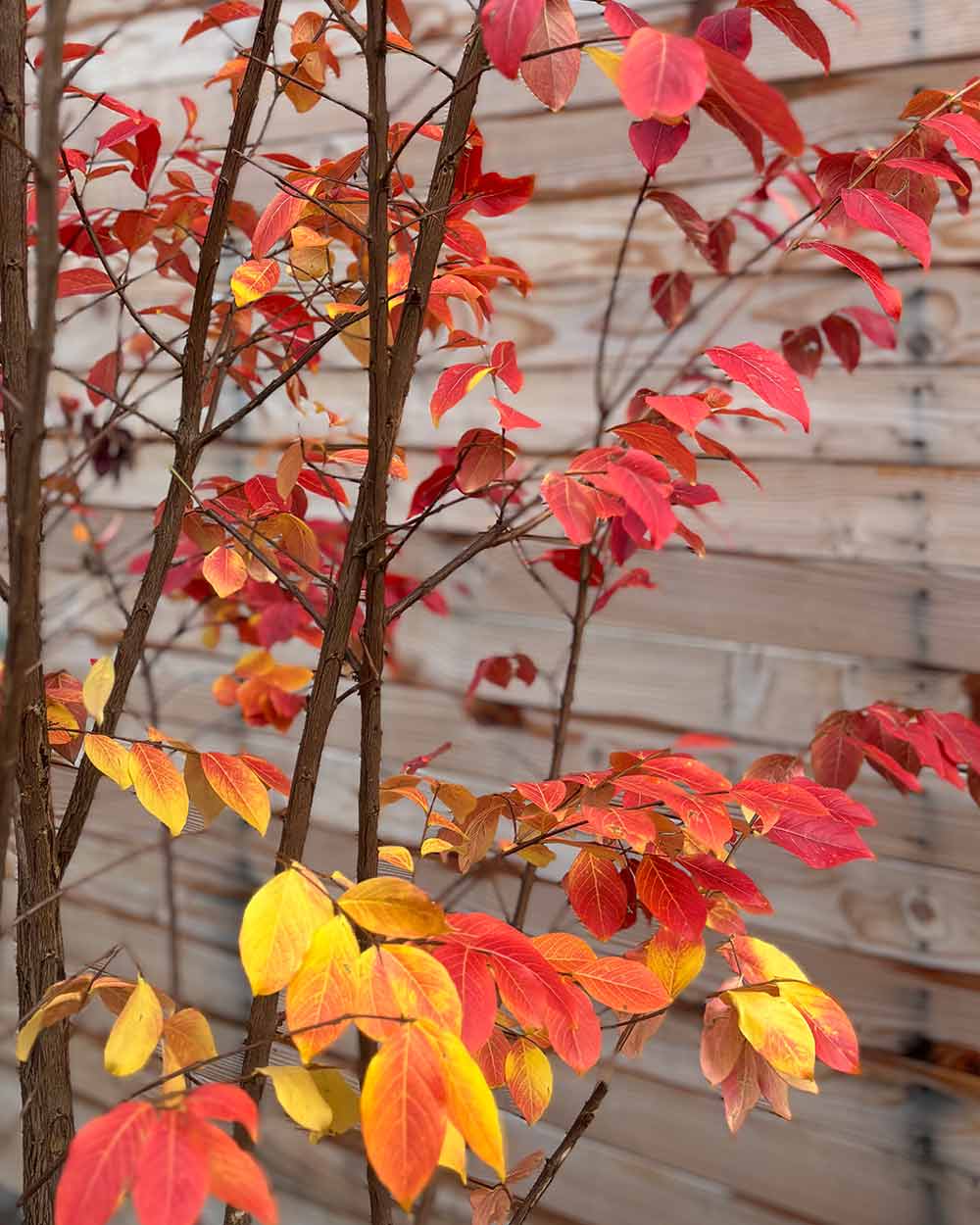 Lagerströmie – Lagerstroemia indica ‘Sarah’s Favorite’ (Mehrstämmig)