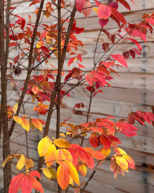Lagerströmie – Lagerstroemia indica ‘Sarah’s Favorite’ (Mehrstämmig)