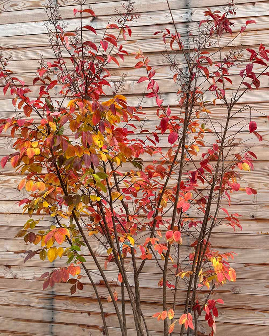 Lagerströmie – Lagerstroemia indica ‘Sarah’s Favorite’ (Mehrstämmig)
