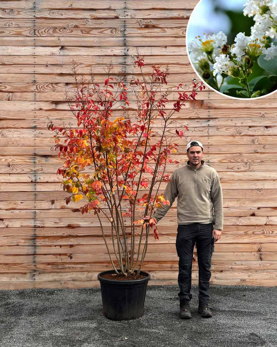 Lagerströmie – Lagerstroemia indica ‘Sarah’s Favorite’ (Mehrstämmig)