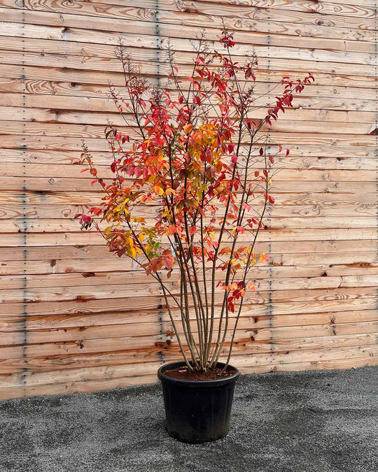 Lagerströmie – Lagerstroemia indica ‘Sarah’s Favorite’ (Mehrstämmig)