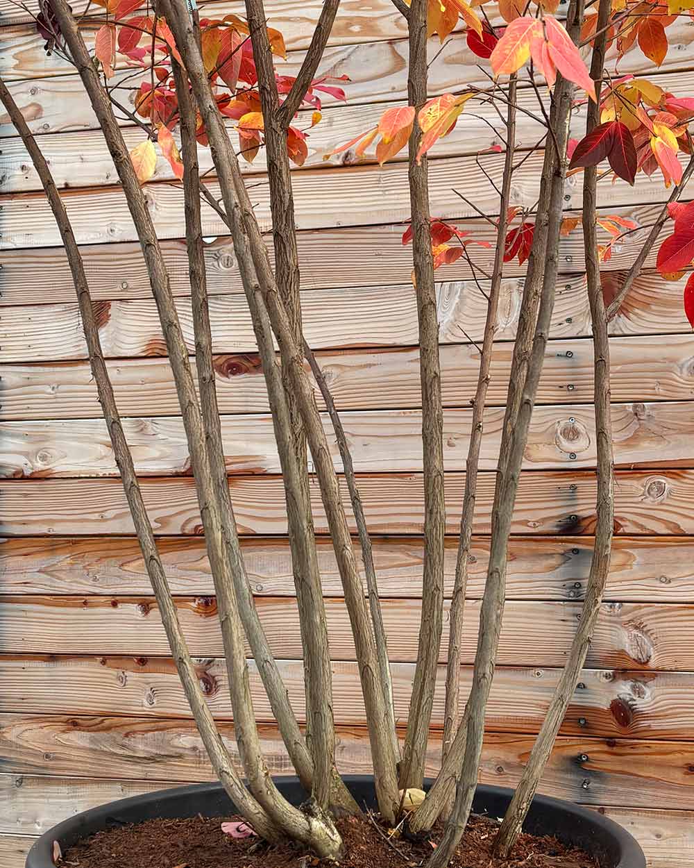 Lagerströmie – Lagerstroemia indica ‘Sarah’s Favorite’ (Mehrstämmig)