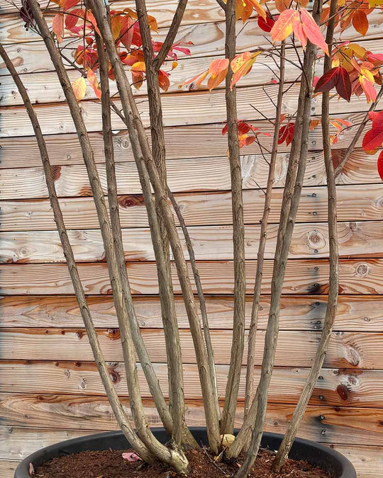 Lagerströmie – Lagerstroemia indica ‘Sarah’s Favorite’ (Mehrstämmig)