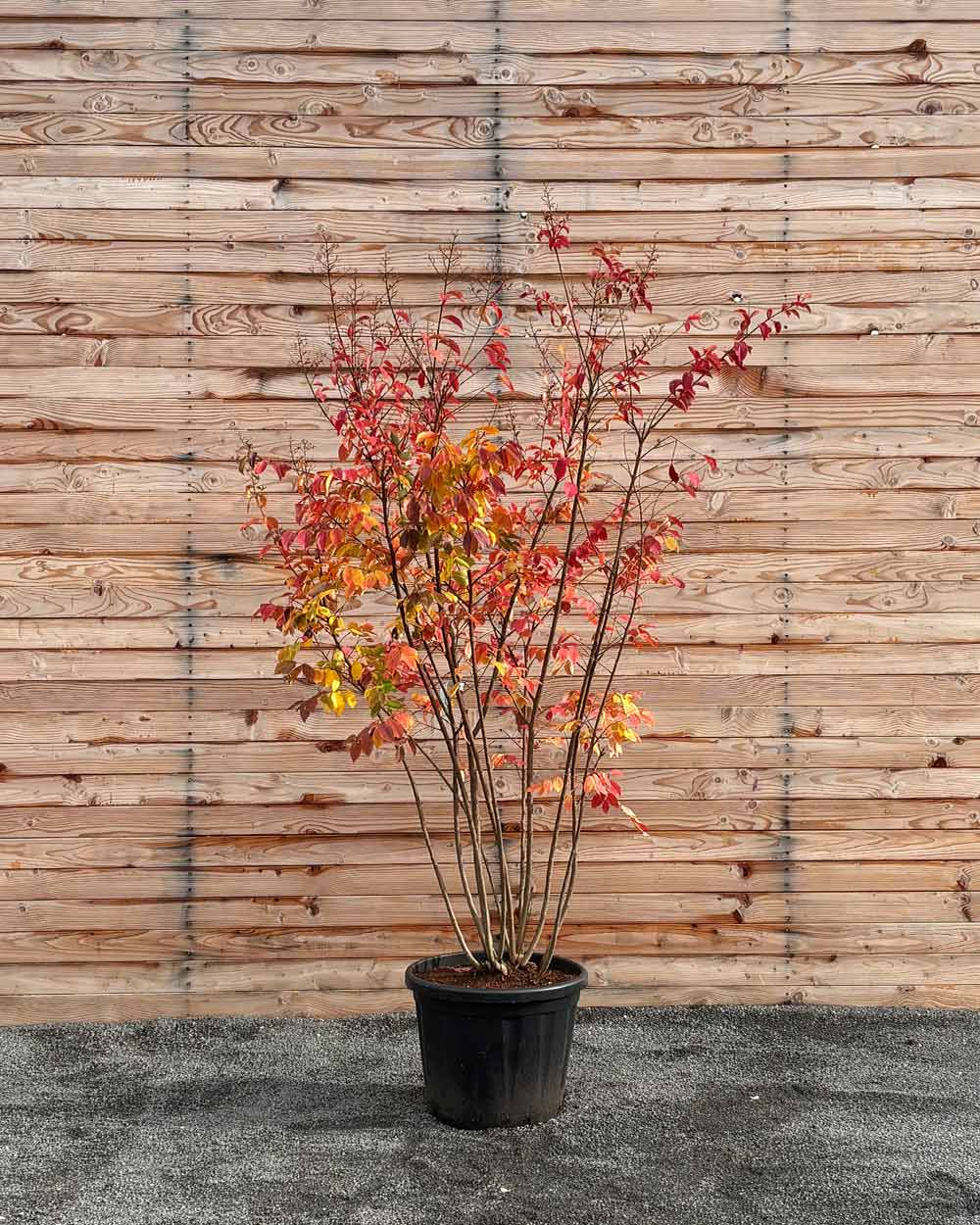 Lagerströmie – Lagerstroemia indica ‘Sarah’s Favorite’ (Mehrstämmig)