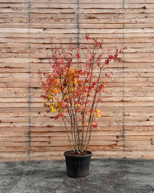 Lagerströmie – Lagerstroemia indica ‘Sarah’s Favorite’ (Mehrstämmig)