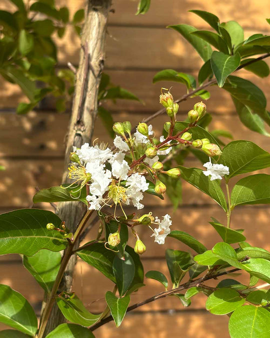 Lagerströmie – Lagerstroemia indica ‘Sarah&