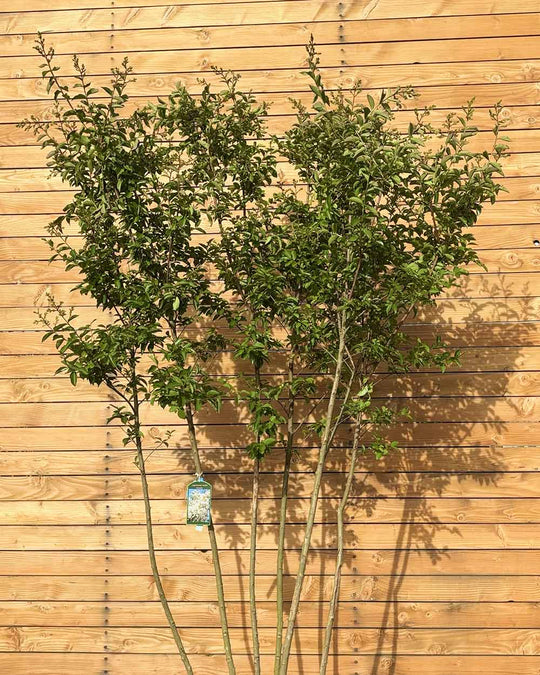 Lagerströmie – Lagerstroemia indica ‘Sarah&