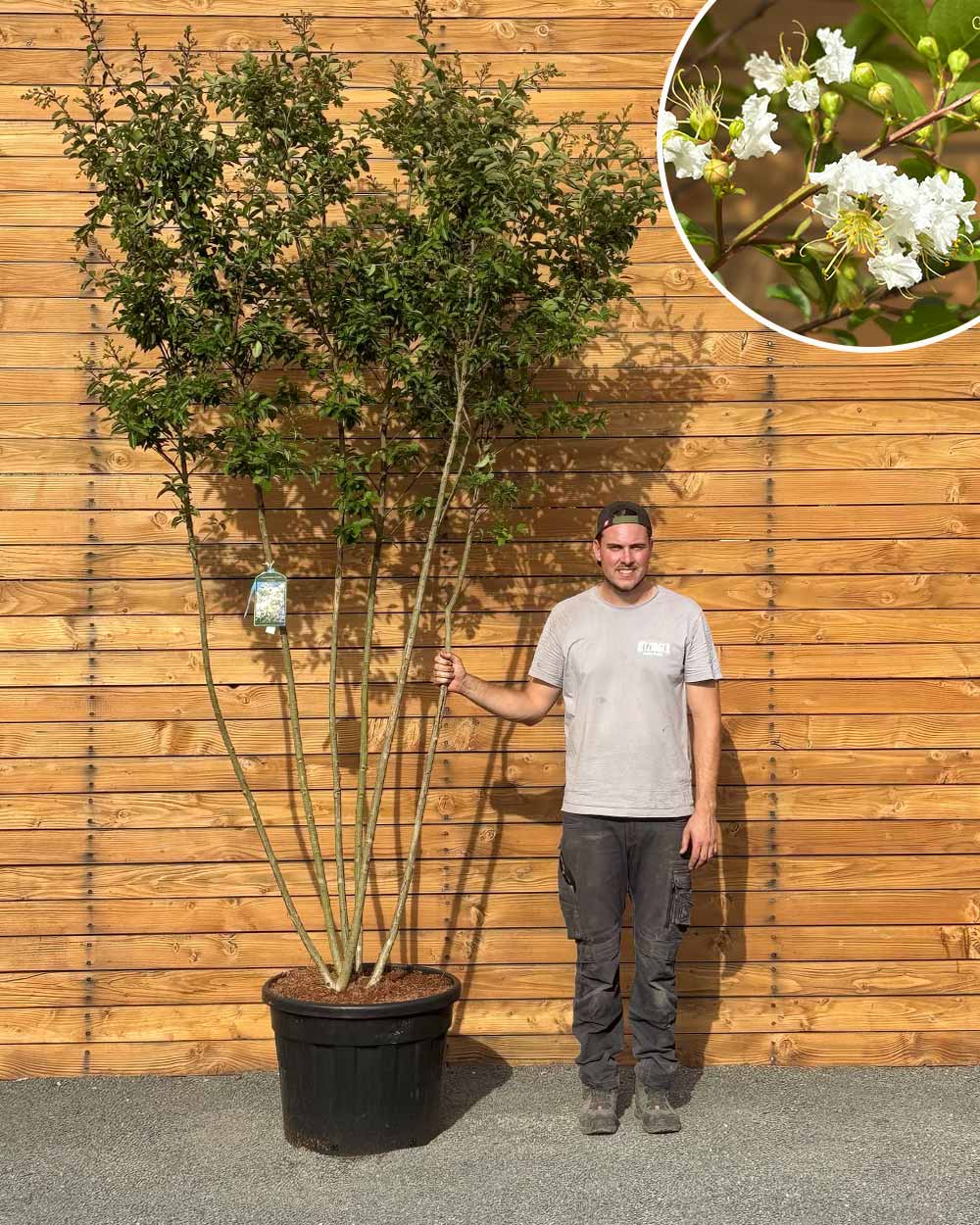 Lagerströmie – Lagerstroemia indica ‘Sarah&