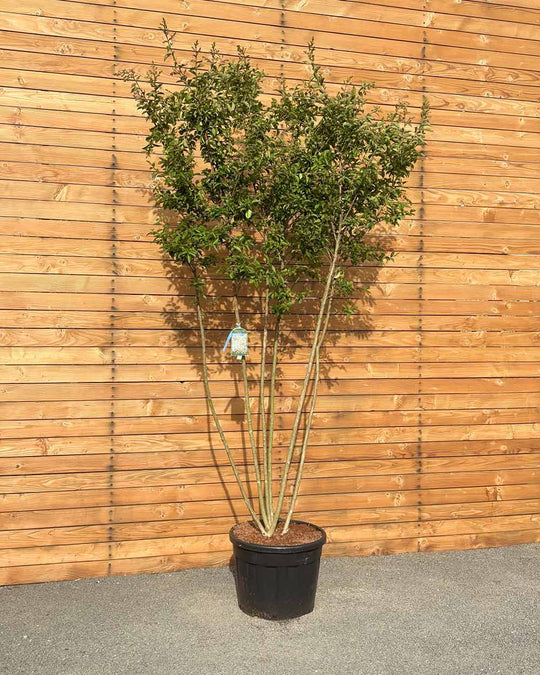 Lagerströmie – Lagerstroemia indica ‘Sarah&
