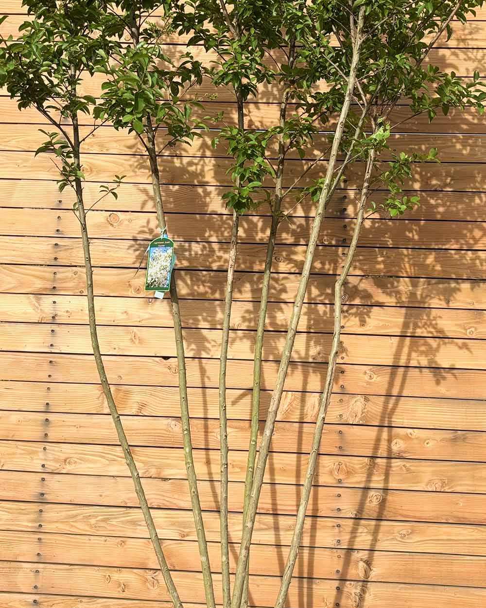 Lagerströmie – Lagerstroemia indica ‘Sarah&