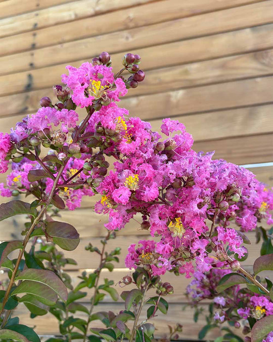 Lagerströmie – Lagerstroemia indica S (Mehrstämmig)