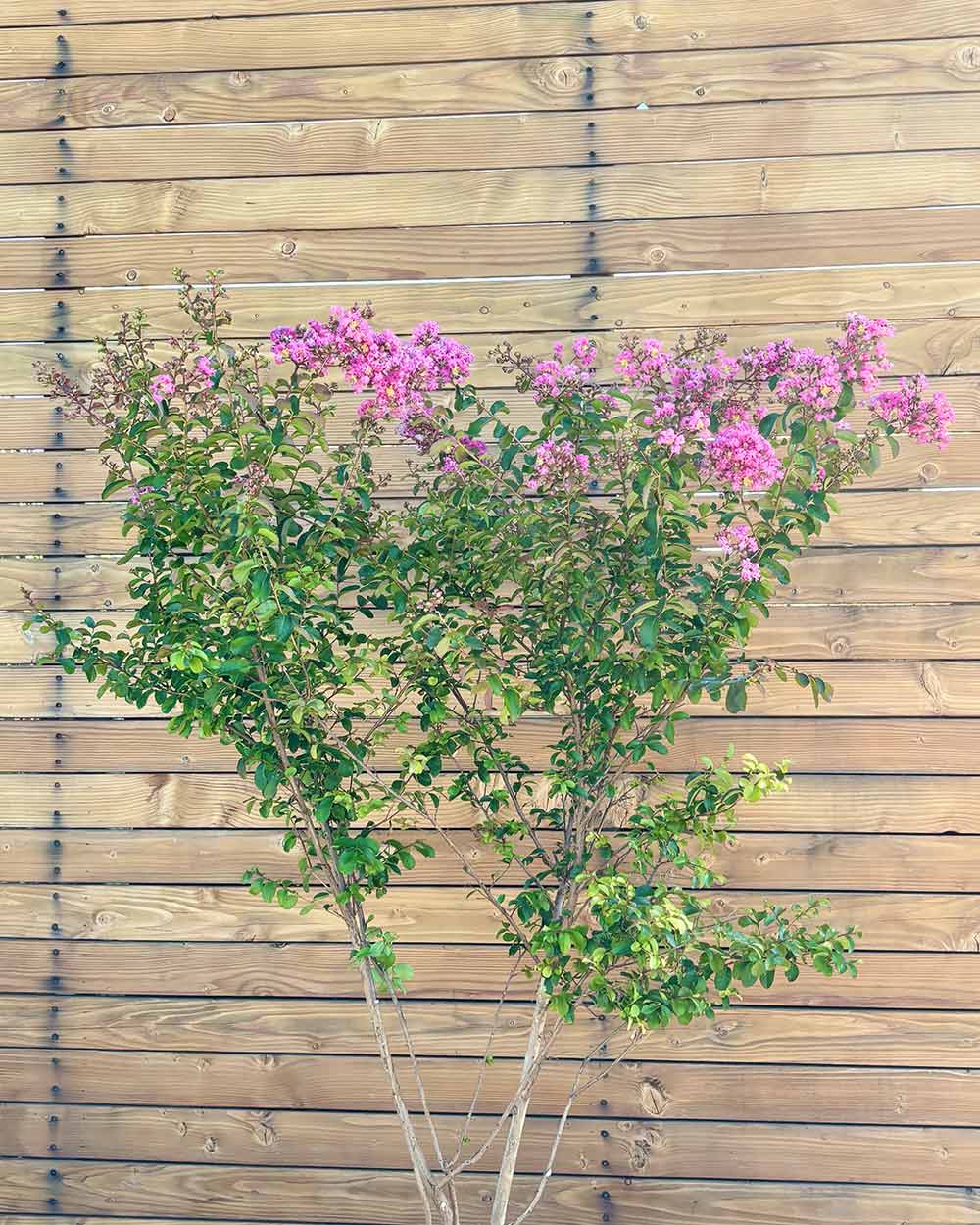 Lagerströmie – Lagerstroemia indica S (Mehrstämmig)