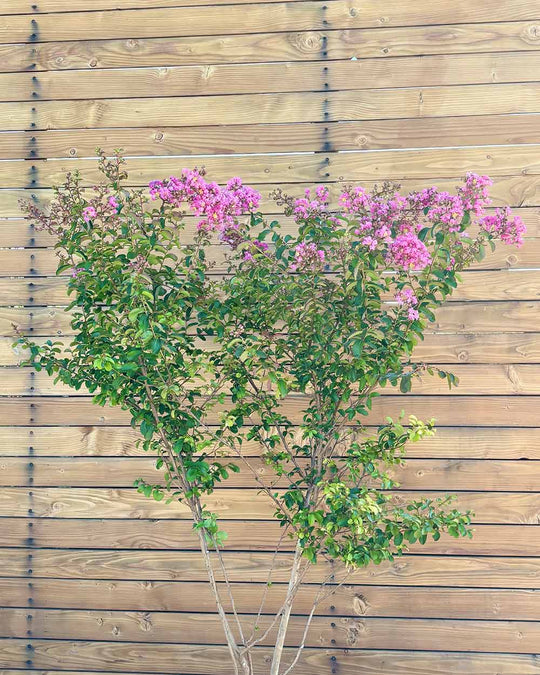 Lagerströmie – Lagerstroemia indica S (Mehrstämmig)