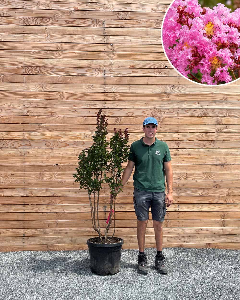 Lagerströmie – Lagerstroemia indica (Mehrstämmig)
