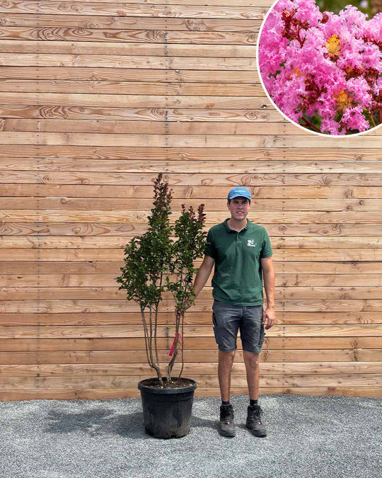 Lagerströmie – Lagerstroemia indica (Mehrstämmig)