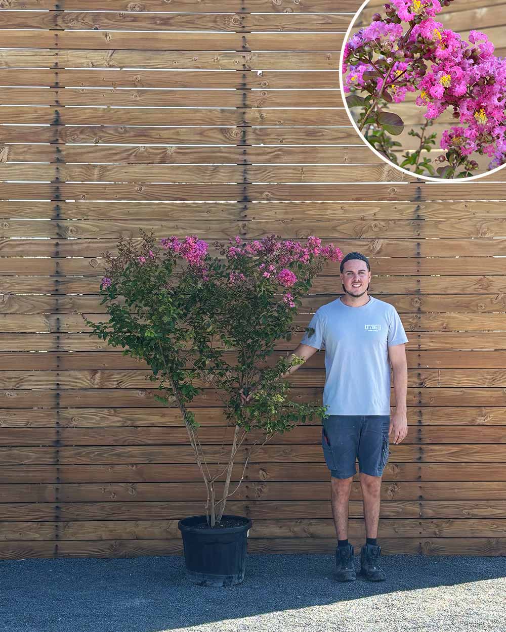 Lagerströmie – Lagerstroemia indica S (Mehrstämmig)
