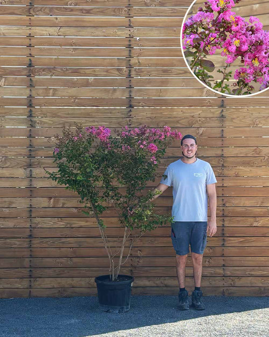 Lagerströmie – Lagerstroemia indica S (Mehrstämmig)