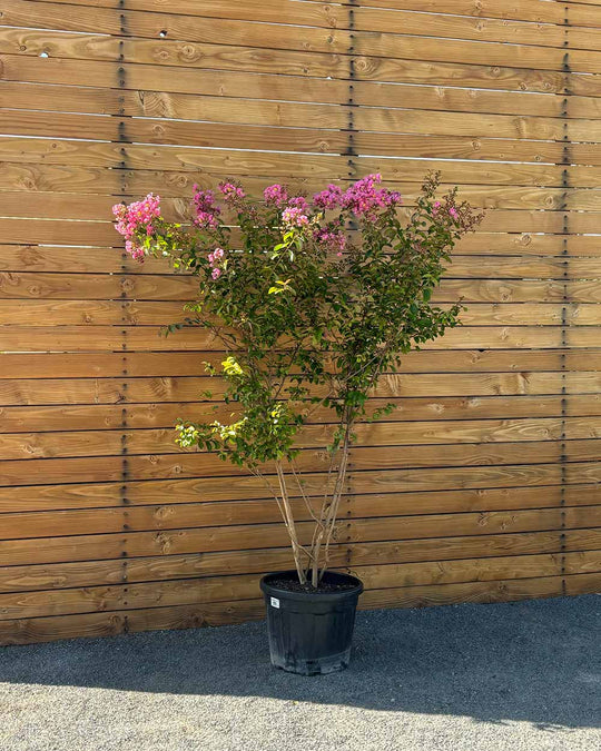 Lagerströmie – Lagerstroemia indica S (Mehrstämmig)