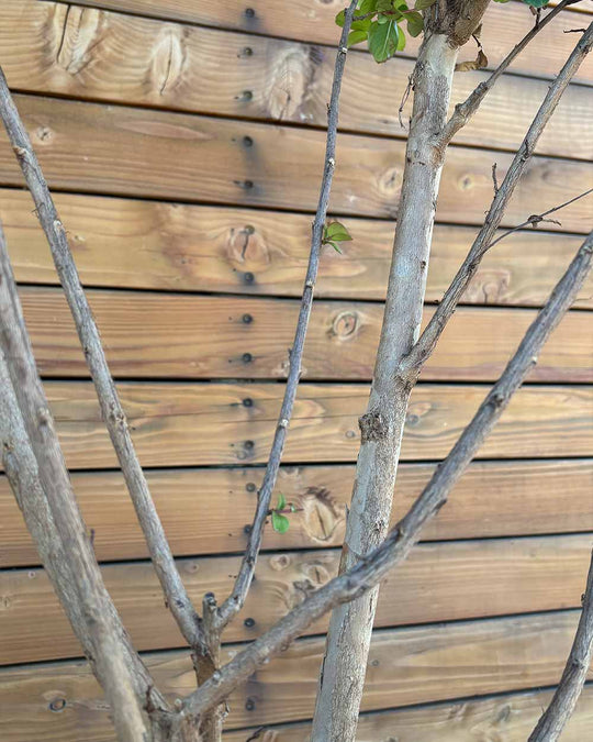Lagerströmie – Lagerstroemia indica S (Mehrstämmig)
