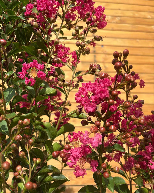 Lagerströmie – Lagerstroemia indica ‘Tuscarora’ (Mehrstämmig)