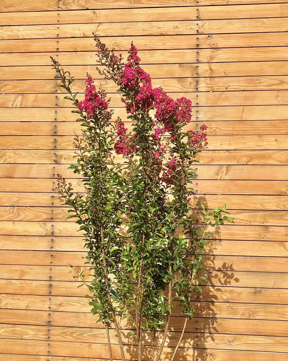 Lagerströmie – Lagerstroemia indica ‘Tuscarora’ (Mehrstämmig)