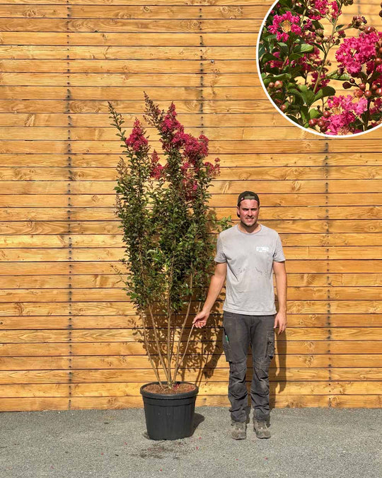Lagerströmie – Lagerstroemia indica ‘Tuscarora’ (Mehrstämmig)