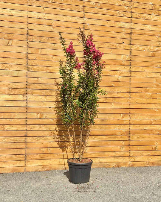 Lagerströmie – Lagerstroemia indica ‘Tuscarora’ (Mehrstämmig)