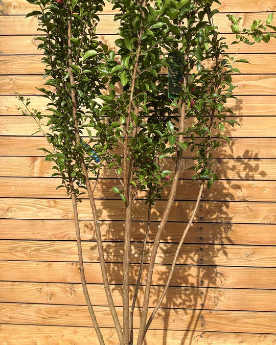 Lagerströmie – Lagerstroemia indica ‘Tuscarora’ (Mehrstämmig)