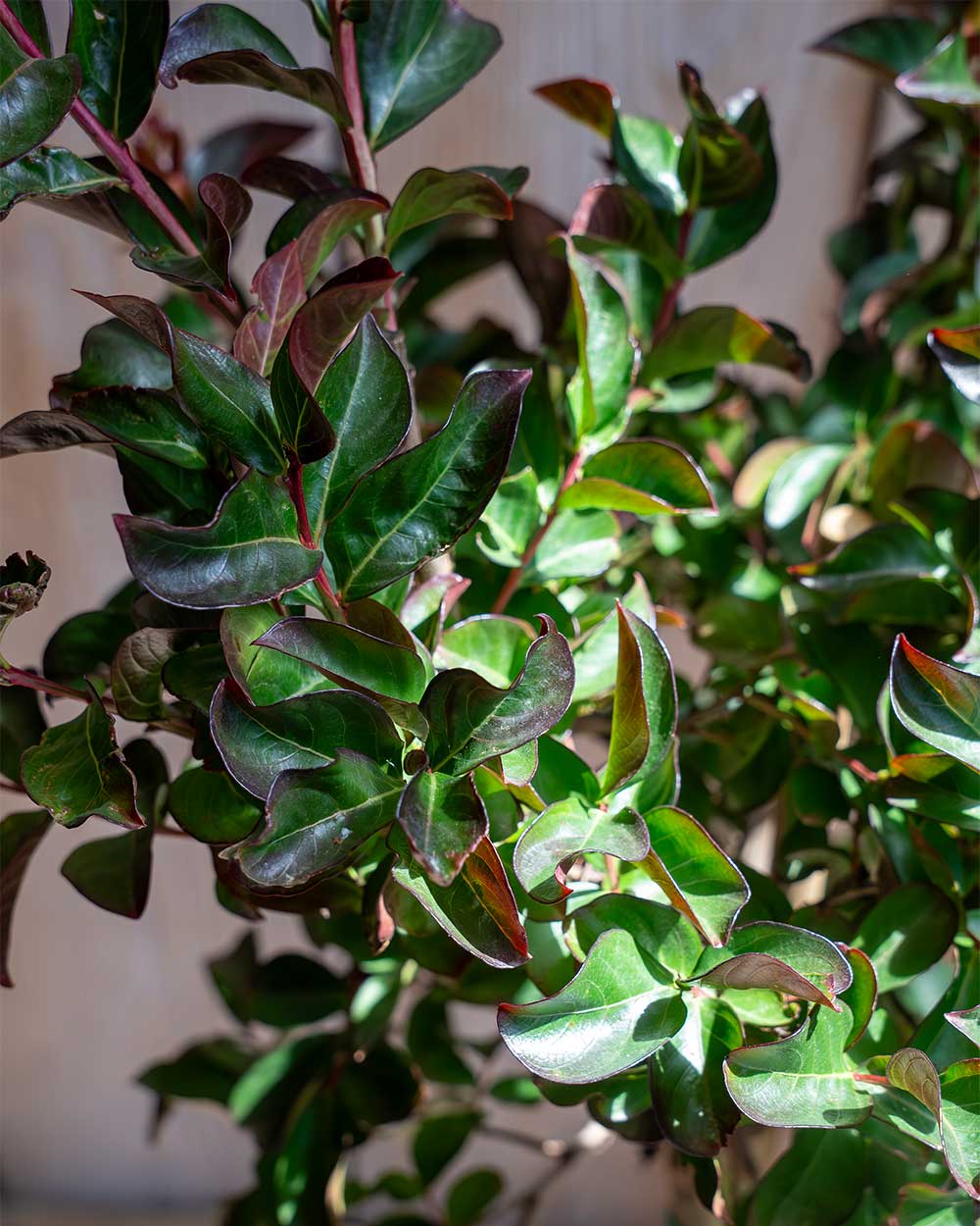 Lagerströmie – Lagerstroemia indica ‘Dynamite’