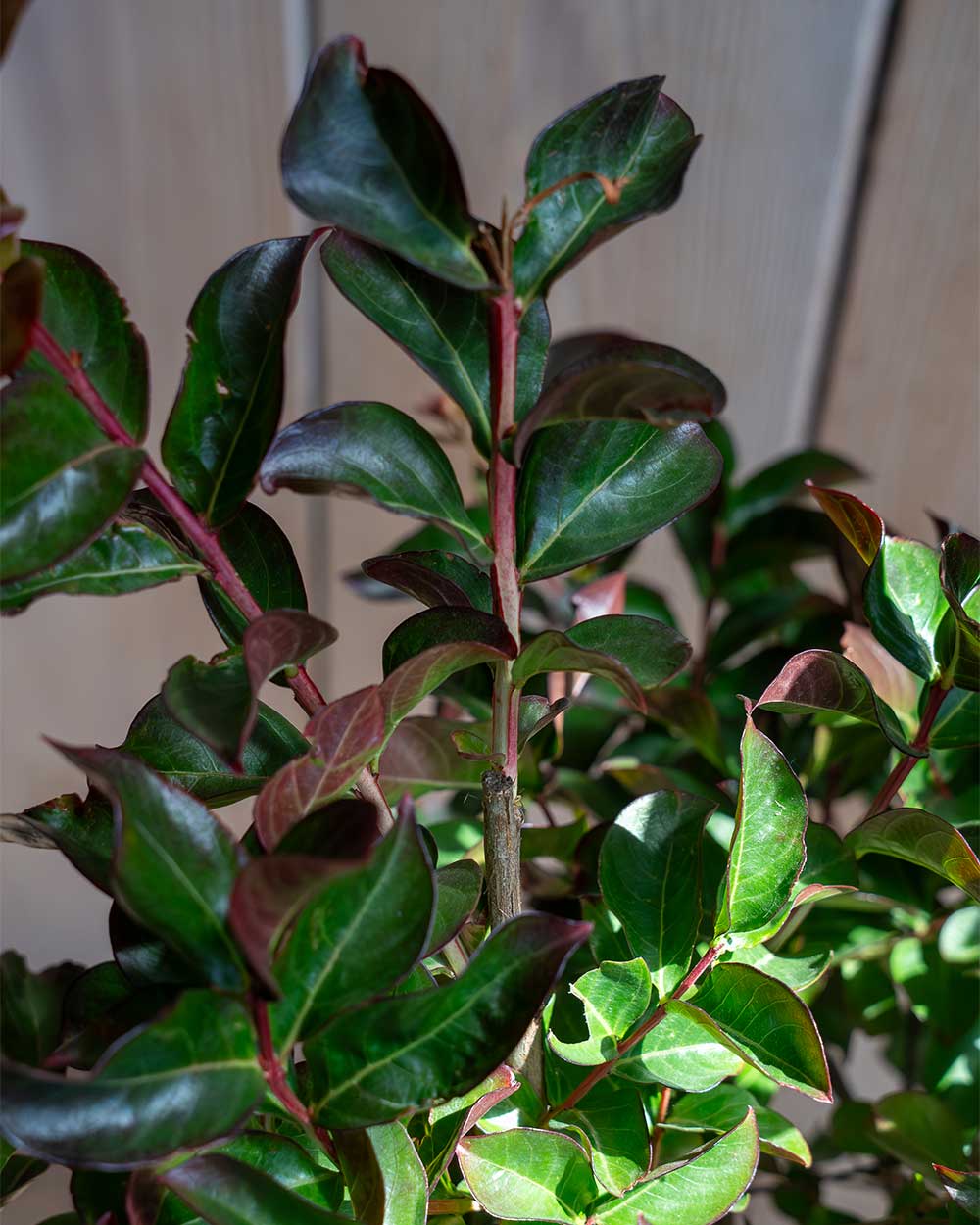 Lagerströmie – Lagerstroemia indica ‘Dynamite’
