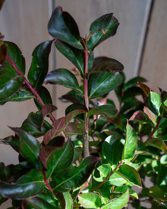 Lagerströmie – Lagerstroemia indica ‘Dynamite’