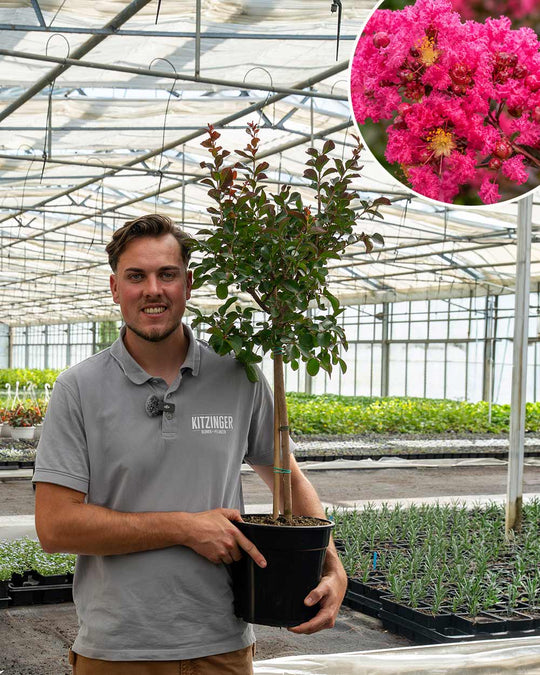 Lagerströmie – Lagerstroemia indica ‘Dynamite’